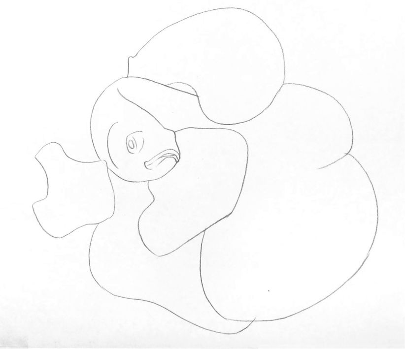 彩色鉛筆畫之泰國斗魚的畫法