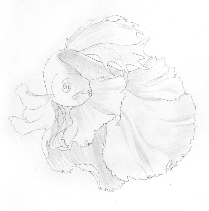 彩色鉛筆畫之泰國斗魚的畫法