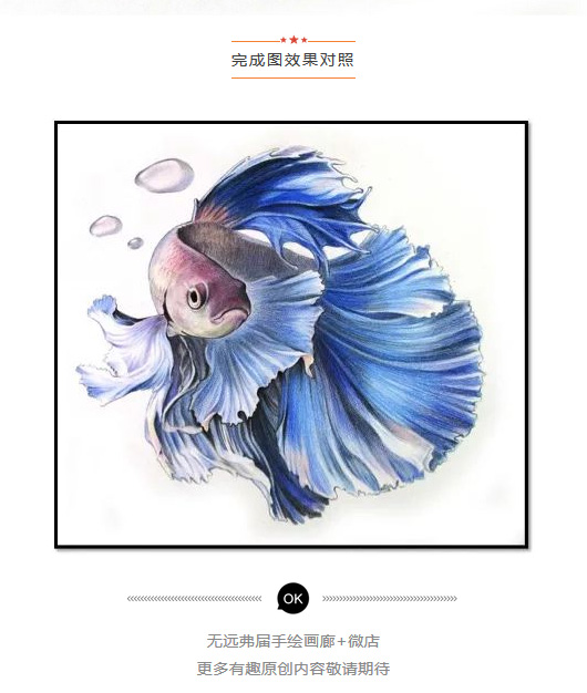 彩色鉛筆畫之泰國斗魚的畫法