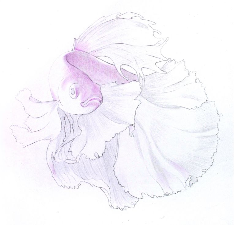 彩色鉛筆畫之泰國斗魚的畫法