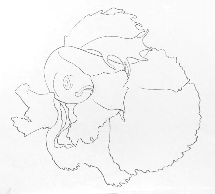 彩色鉛筆畫之泰國斗魚的畫法