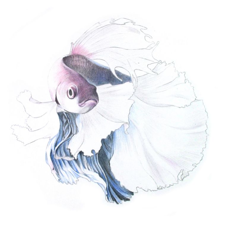 彩色鉛筆畫之泰國斗魚的畫法