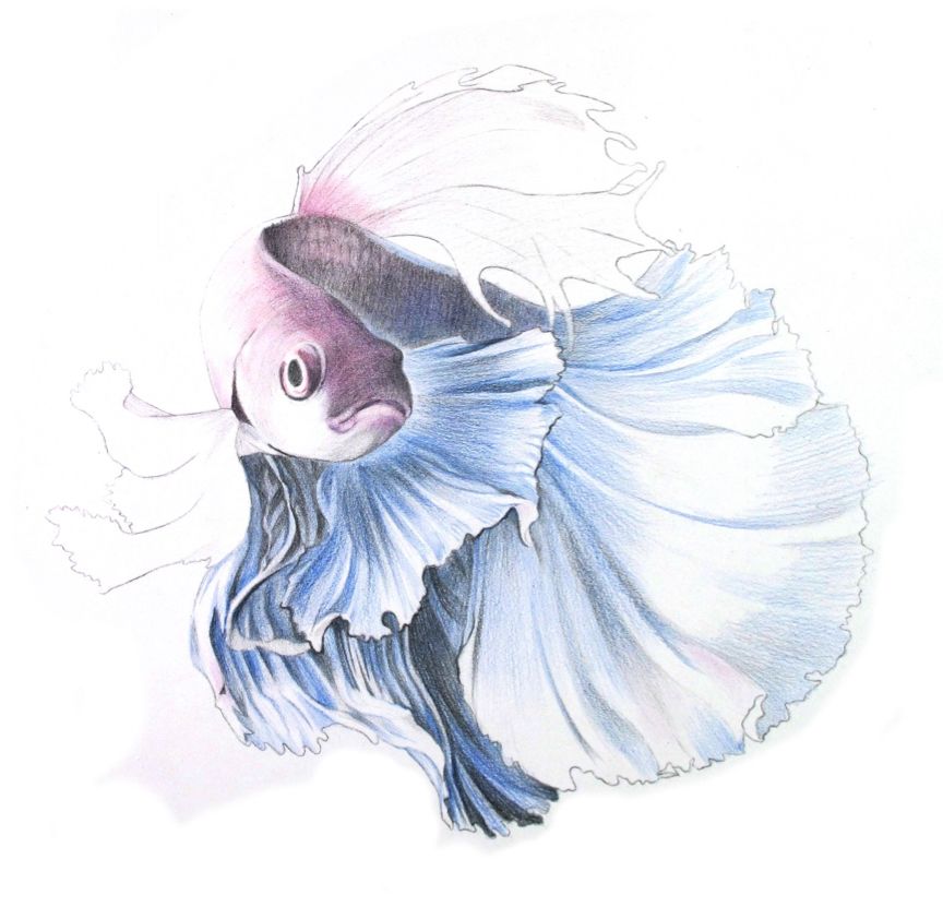 彩色鉛筆畫之泰國斗魚的畫法
