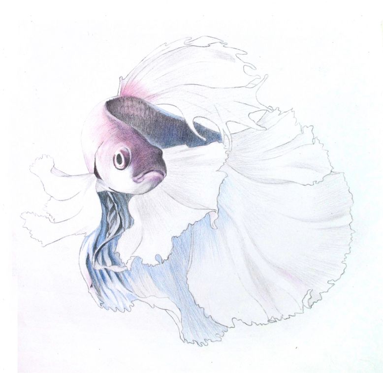 彩色鉛筆畫之泰國斗魚的畫法