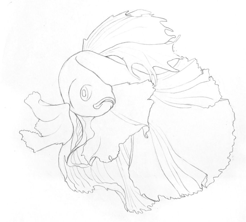 彩色鉛筆畫之泰國斗魚的畫法
