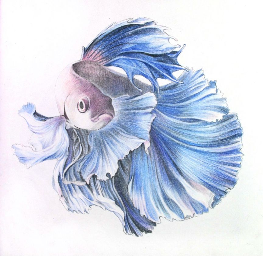 彩色鉛筆畫之泰國斗魚的畫法