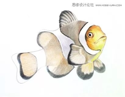 詳解彩色鉛筆畫之小丑魚的畫法