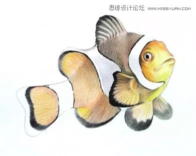 詳解彩色鉛筆畫之小丑魚的畫法