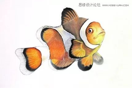 詳解彩色鉛筆畫之小丑魚的畫法