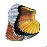 詳解彩色鉛筆畫之小丑魚的畫法