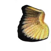 詳解彩色鉛筆畫之小丑魚的畫法