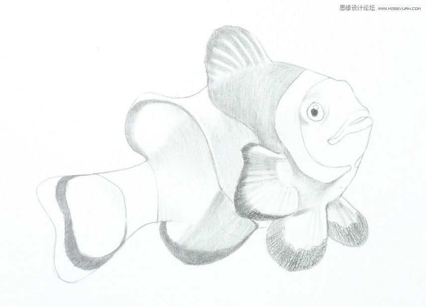 詳解彩色鉛筆畫之小丑魚的畫法