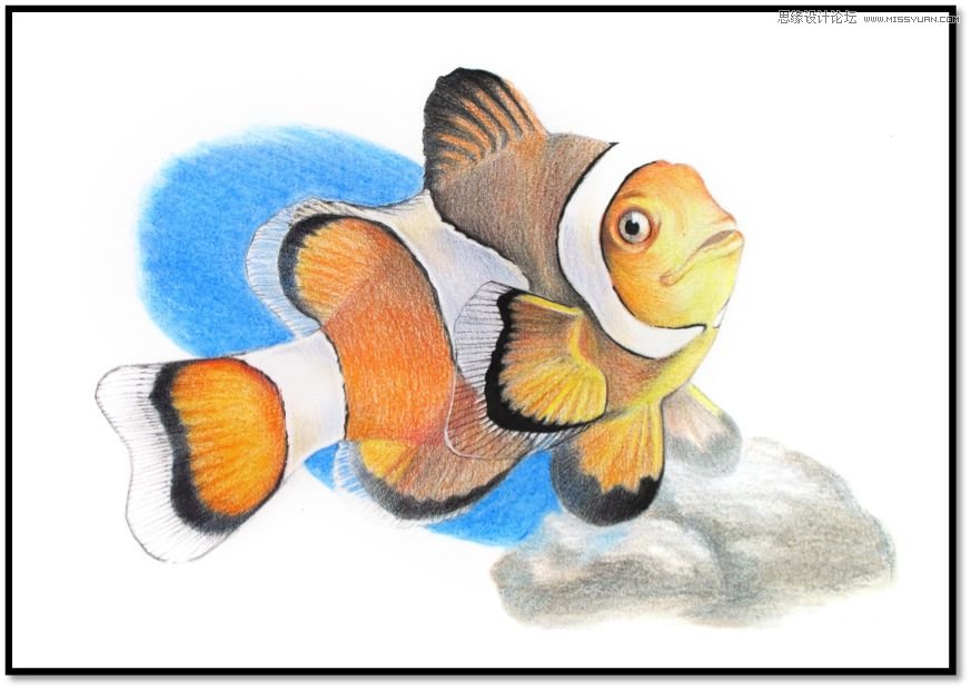 詳解彩色鉛筆畫之小丑魚的畫法