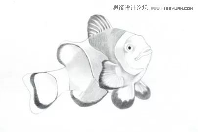 詳解彩色鉛筆畫之小丑魚的畫法