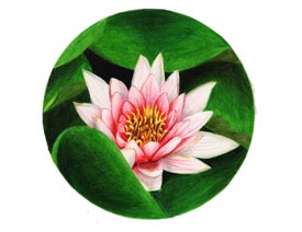 ��ɫ�U�P��֮�r�G�ɻ����~