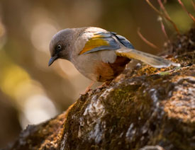 Photoshop����V�RNik Dfine2��ʹ�ý̳�