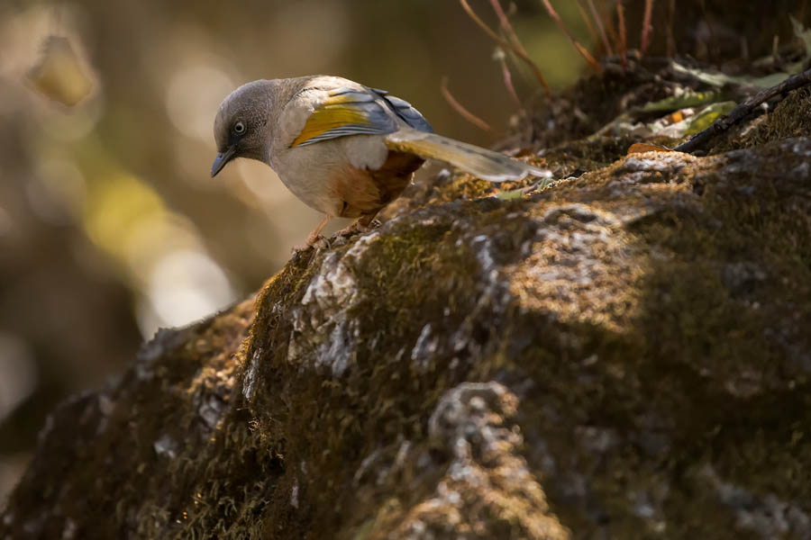 Photoshop降噪濾鏡Nik Dfine2的使用教程