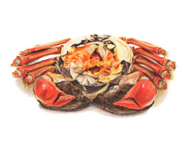 ��ɫ�U�P��֮���L��ʳ���lз