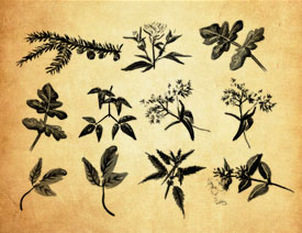 ˮ��ֲ�������PS�Pˢ