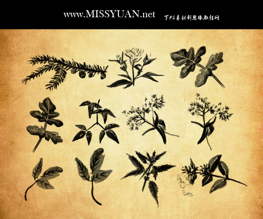 ˮ��ֲ�������PS�Pˢ