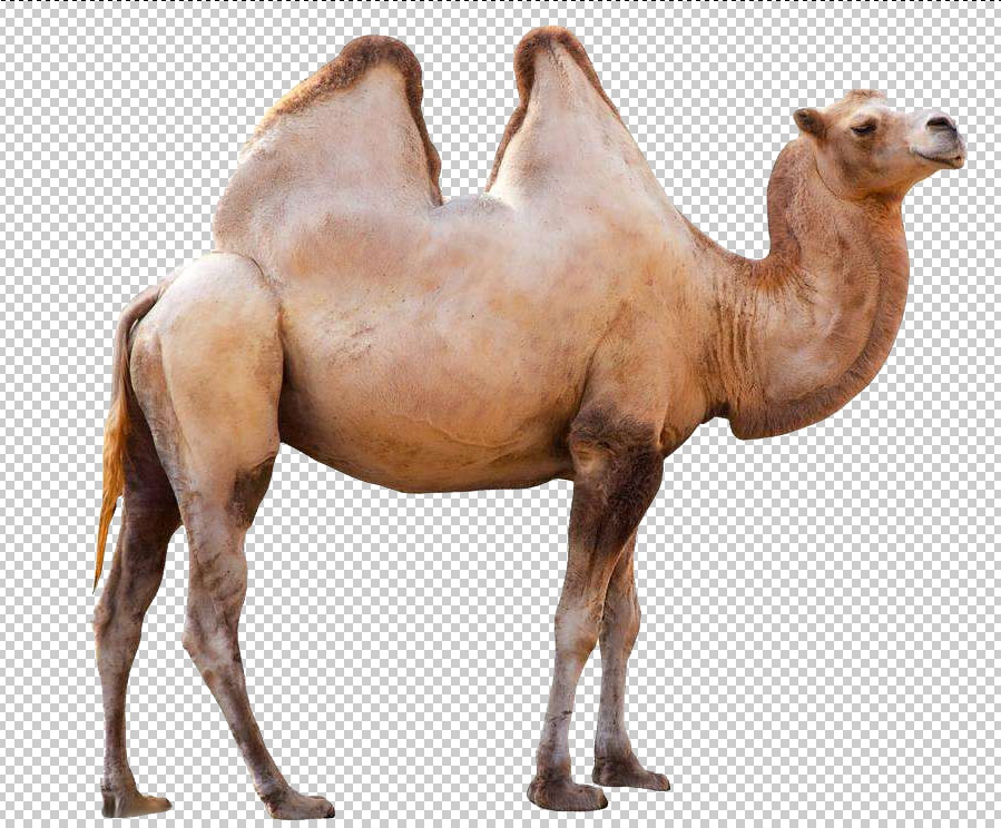 鞋子海報:PS制作沙漠主題的男鞋海報