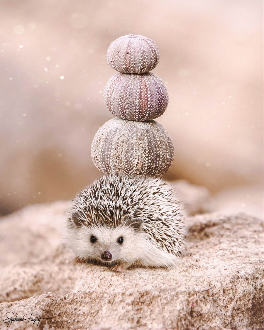 ��Ů�O(sh��)Ӌ(j��)����(chu��ng)��ďV����Ʒ�O(sh��)Ӌ(j��)���p