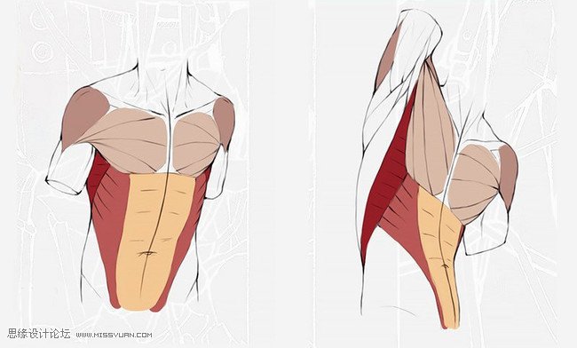 詳細解析人體軀干肌肉畫法詳解
