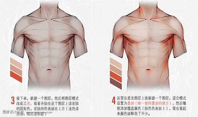 詳細解析人體軀干肌肉畫法詳解