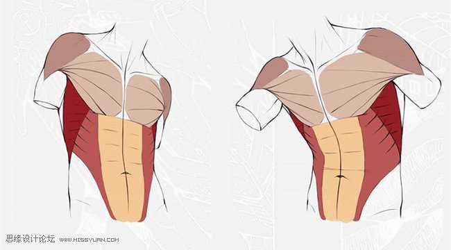 詳細解析人體軀干肌肉畫法詳解