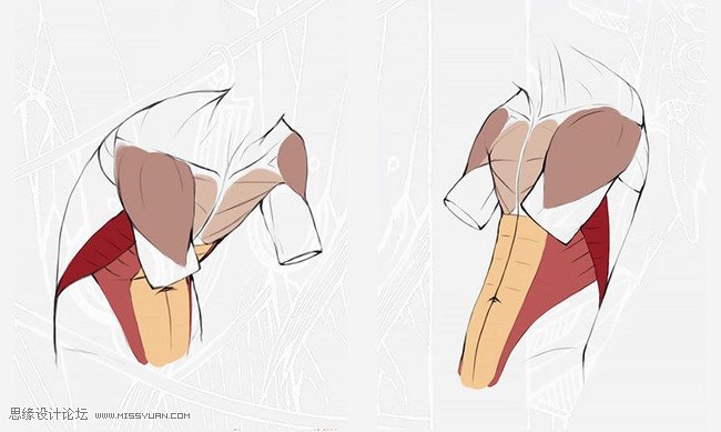 詳細解析人體軀干肌肉畫法詳解