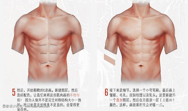 詳細解析人體軀干肌肉畫法詳解