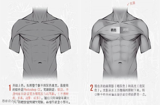 詳細解析人體軀干肌肉畫法詳解