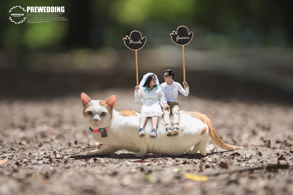 ���S�L(f��ng)���������ڔzӰ��Ʒ���p