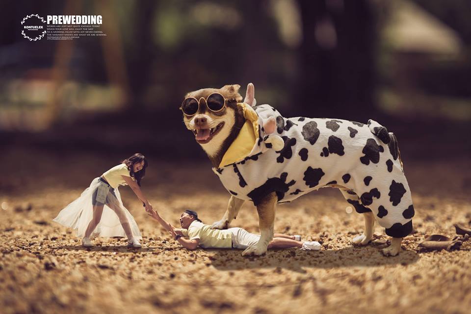 ���S�L���������ڔzӰ��Ʒ���p