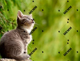 ˮӡ��������PS�o��Ƭ����ˮӡЧ��