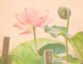 ���LЧ������PS�{���ŵ��L��ĺɻ���Ƭ