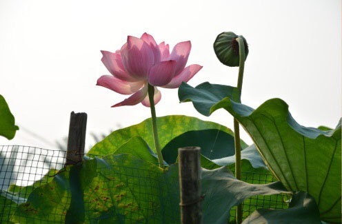 古風效果:用PS調出古典風格的荷花照片