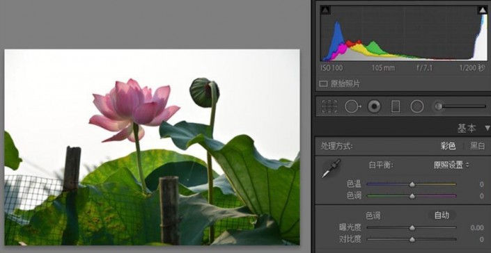 古風效果:用PS調出古典風格的荷花照片