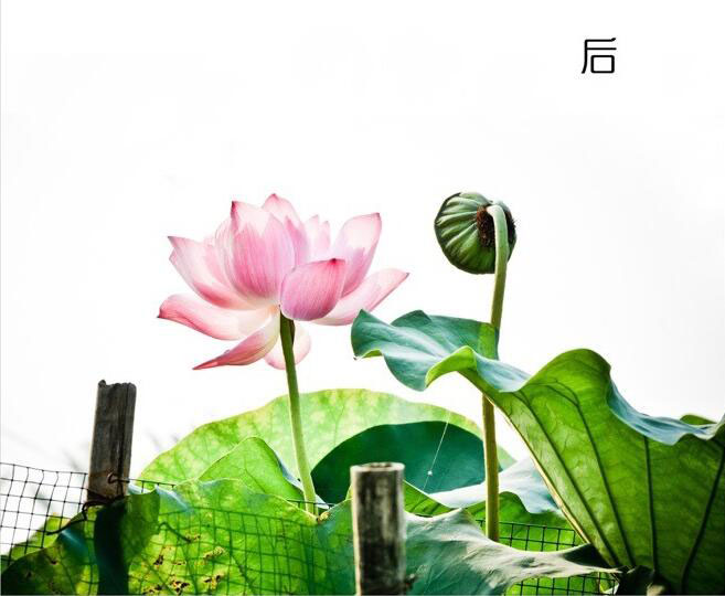 ���L(f��ng)Ч������PS�{(di��o)���ŵ��L(f��ng)��ĺɻ���Ƭ