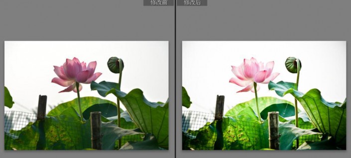 古風效果:用PS調出古典風格的荷花照片