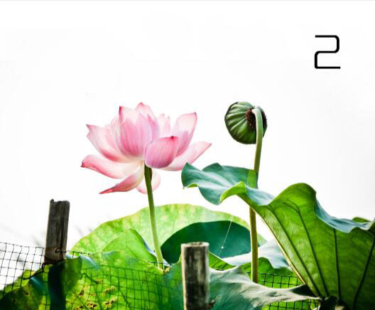 ���L(f��ng)Ч������PS�{(di��o)���ŵ��L(f��ng)��ĺɻ���Ƭ