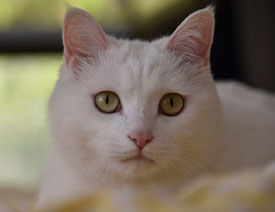 �zӰ��Ԕ������Ĕz��ɫ����