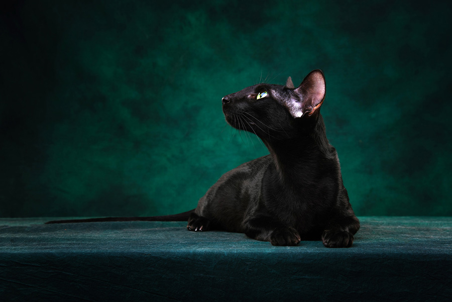 攝影師詳解如何拍攝黑色寵物