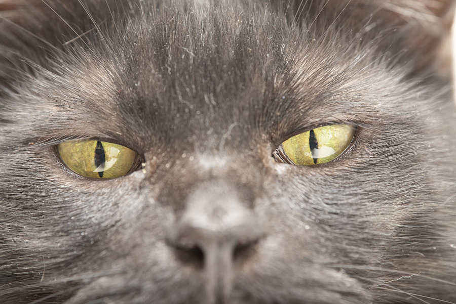 攝影師詳解如何拍攝黑色寵物