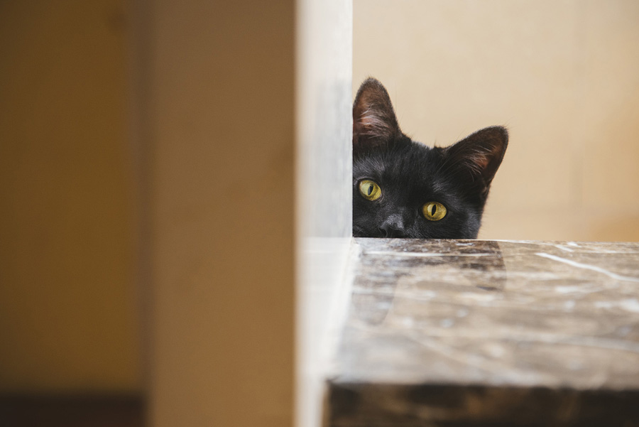 攝影師詳解如何拍攝黑色寵物