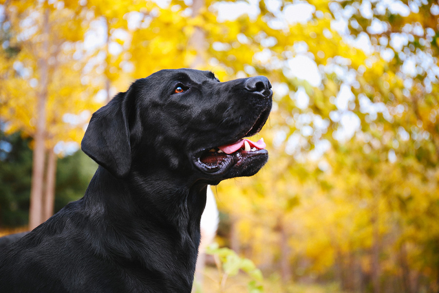 攝影師詳解如何拍攝黑色寵物