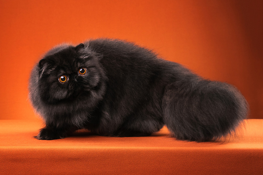 攝影師詳解如何拍攝黑色寵物