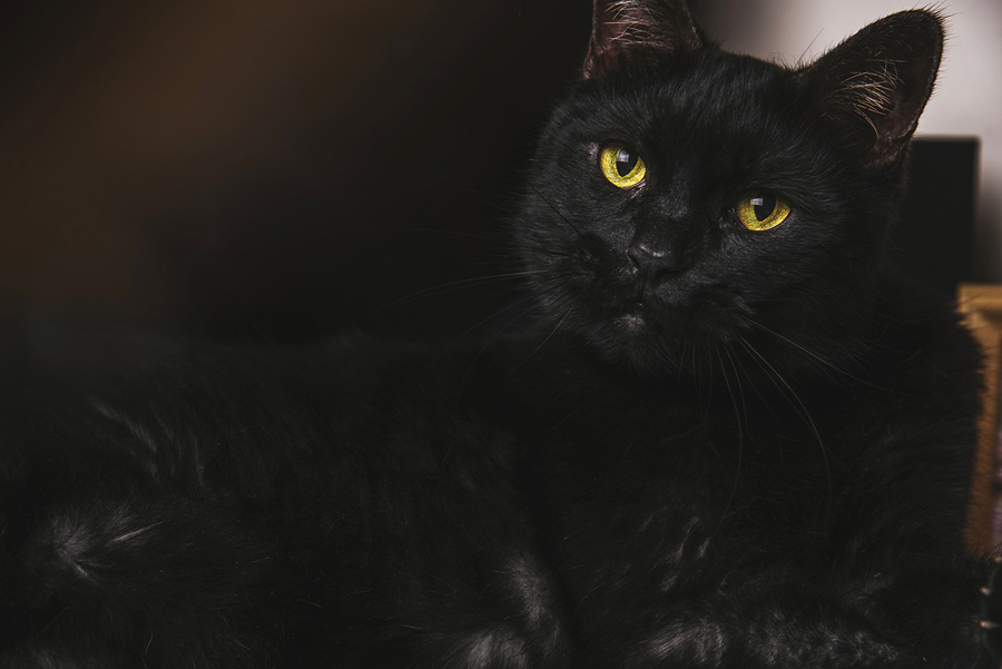 攝影師詳解如何拍攝黑色寵物