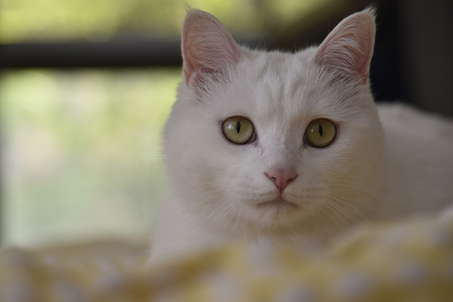 攝影師詳解如何拍攝黑色寵物