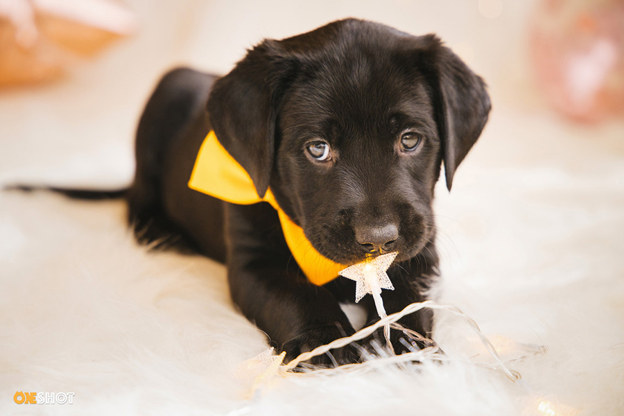 攝影師詳解如何拍攝黑色寵物